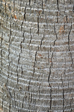 Palmetto Tree Bark Texture