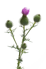 Wegdistel (Carduus acanthoides) - gerade vor weißem Hintergrund