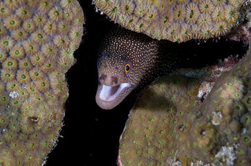 Goldentail Moray-Gymnothorax miliaris