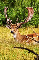 Fallow Deer