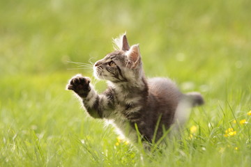 Maine Coon im Sonnenlicht