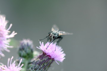 Fly on Flower