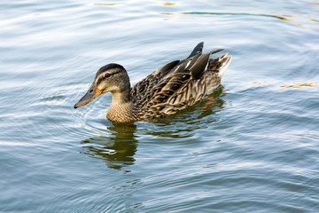 Duck on water
