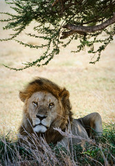 Portrait of a lion.