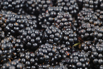 blackberry background