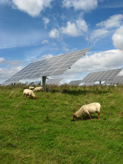 Solaranlage mit Schafen 1