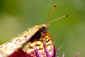 Close up of butterfly face