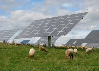 Solaranlage mit Schafen 2