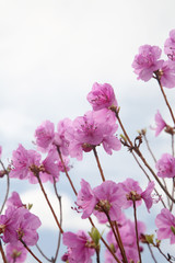 Fototapeta na wymiar Różowy Labrador tea / rododendron (Rhododendron dauricum)