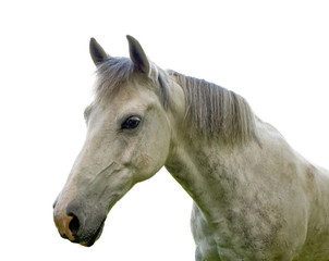 Plakat Horse.