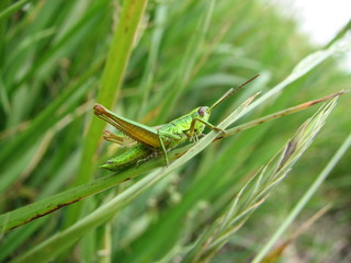 Sauterelle 01