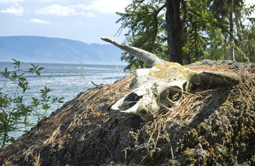 Mossy Cow Skull on Rock