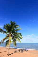 beach , Coconut and blue sky