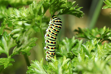 Raupe dann Schmetterling