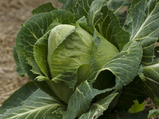 organic gardening homegrown cabbage sugarloaf - obrazy, fototapety, plakaty