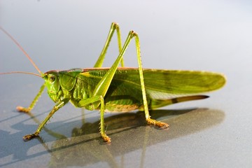 insect