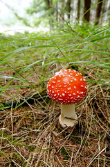 Toadstool