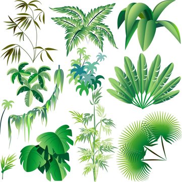 Piante e Vegetazione Tropicale-Exotic Plants and Trees-Vector