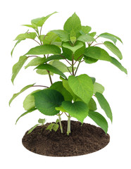 Young sapling, sprout a garden Hydrangea