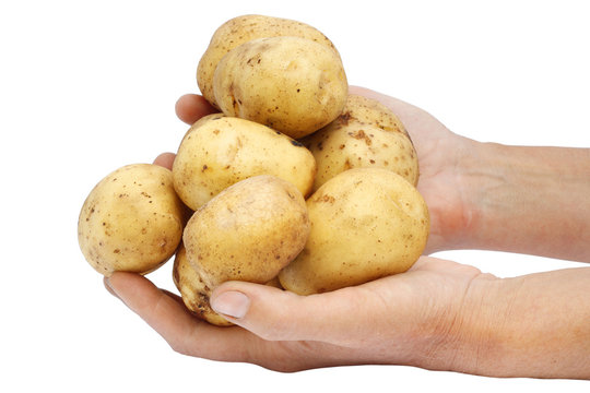 Fresh potato in hands of the farmer.