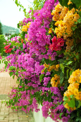 Bougainvillea