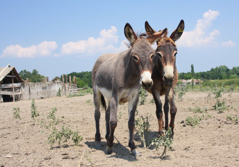 Two cute  donkey in the rural farm