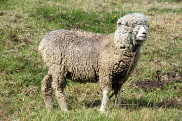 Merino sheep