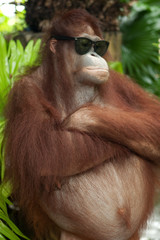Naklejka premium Orang Utan mit Sonnenbrille