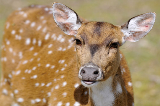 Portrait de face d'une daine
