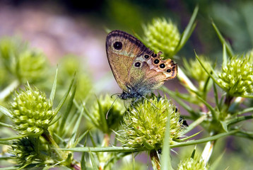 Fototapeta premium Brauner Augenfalter Pararge aegeria in Nahaufnahme