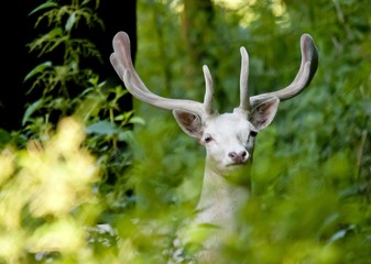 Weisser Damhirsch mit Bastgeweih