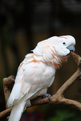 Philippines  Manila Zoo