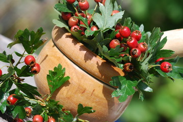 Weißdorne (Crataegus) Beeren Heilpflanze