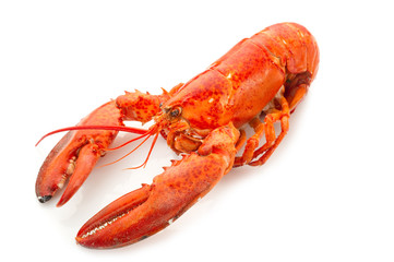 whole lobster boiled - aragosta bollita