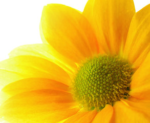 Beautiful Yellow Sunflower