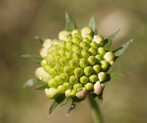 Bud flower