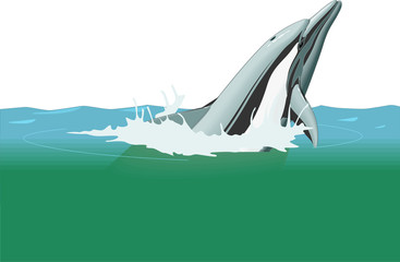 dolphin © mikiradic