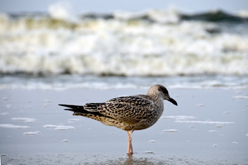 Möve am Strand