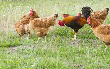 Rooster with flock