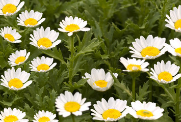 Fototapeta premium spring flowers daisy background against foliage