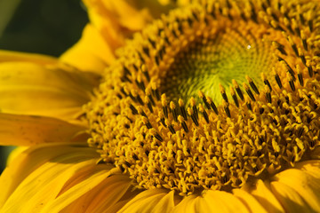 Obraz premium close-up of sunflower