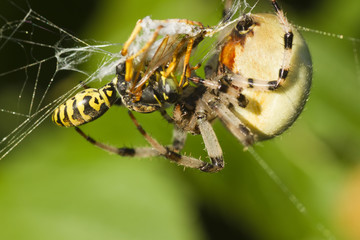 Wasp killed by spider