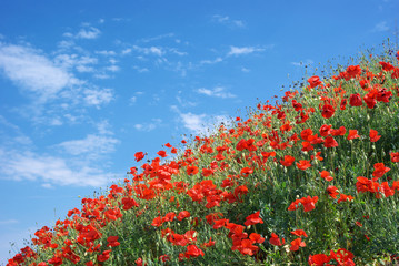 Poppies and sky