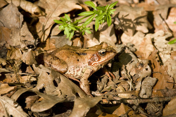 Bufo bufo
