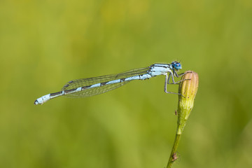 blue dragonfly