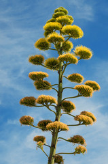 fleur d'agave