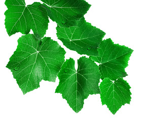 Зеленые листья винограда с каплями