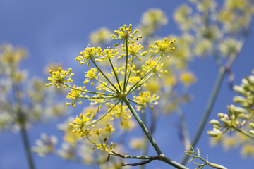 Fenchel