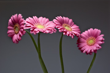 3_Gerbera