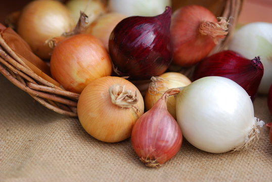 Zwiebelernte verschiedene Zwiebeln Allium